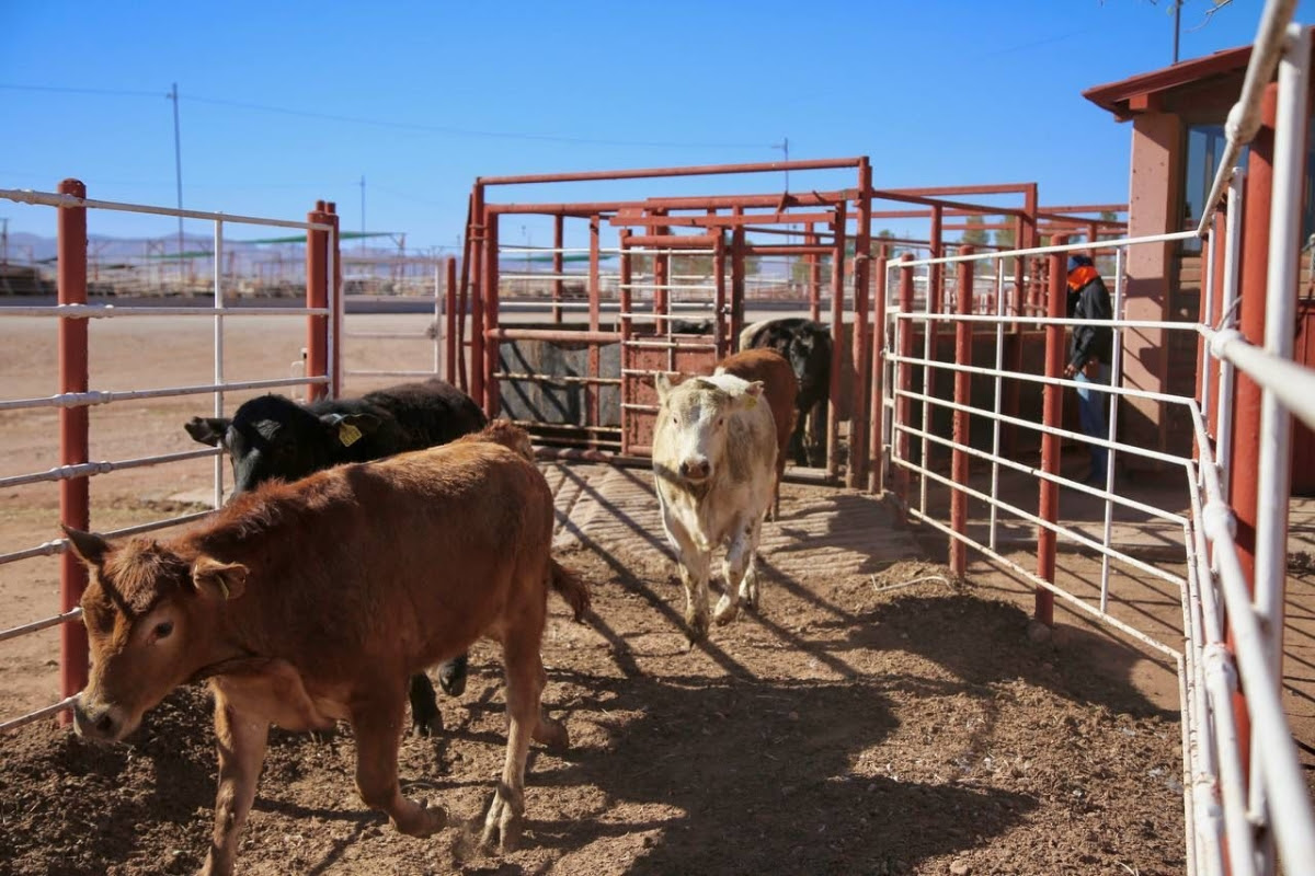 Gobernador Durazo reactiva exportación de ganado sonorense con cruce de más de 3 mil cabezas a Estados Unidos